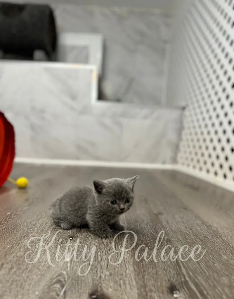 Side view of short-legged grey kitten walking with tail up