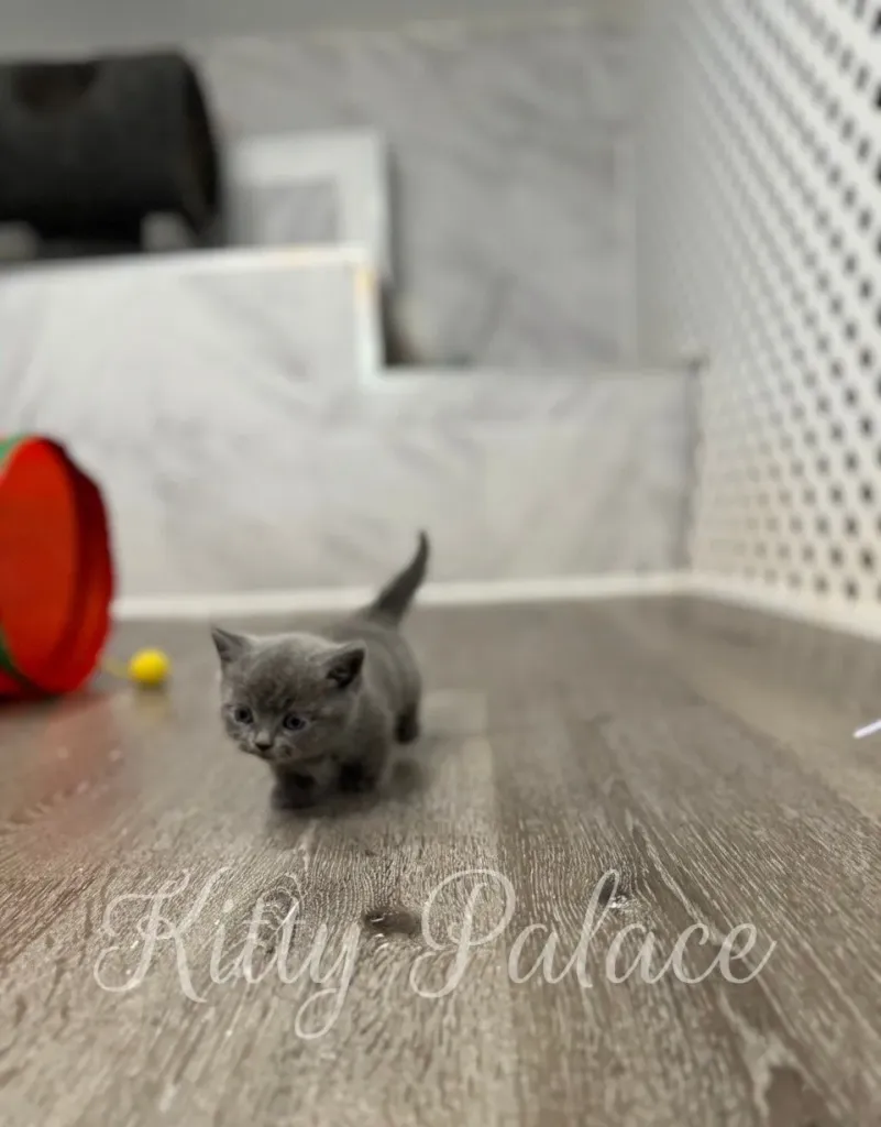 Blue munchkin kitten resting head on cushion and gazing ahead
