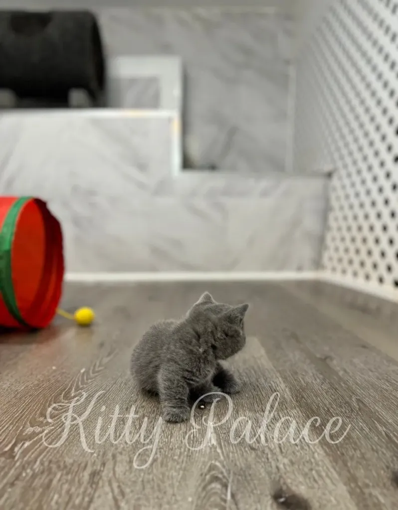 Blue munchkin cat kitten sitting near red tunnel toy on wooden floor
