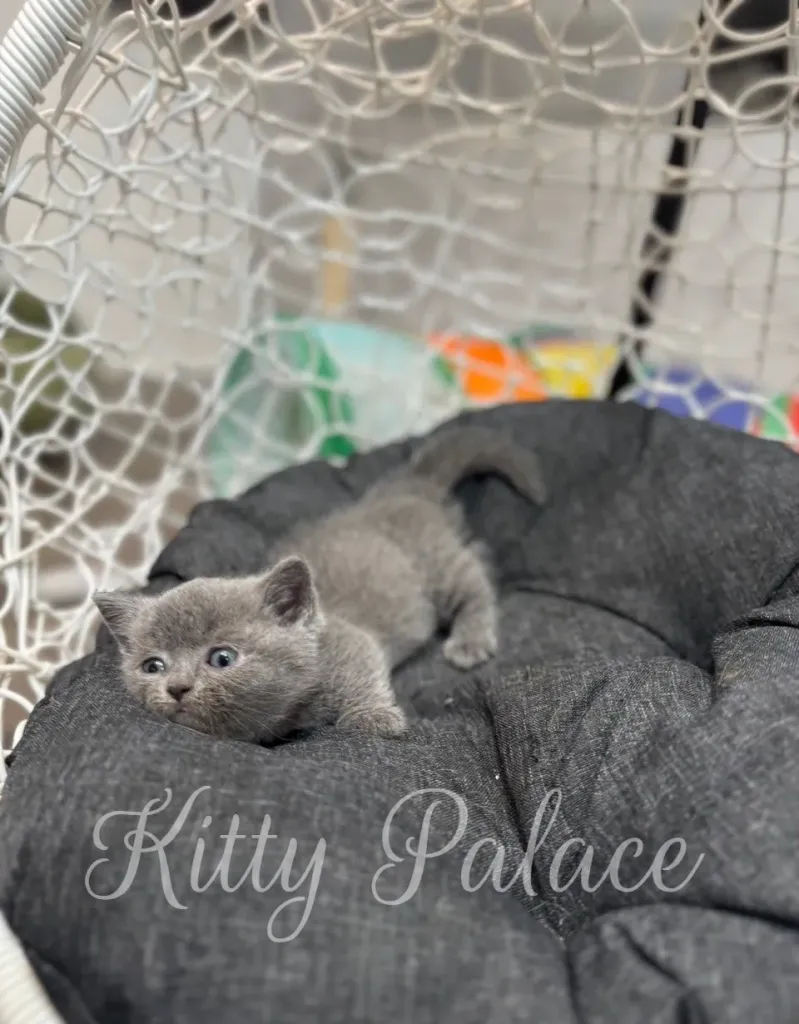 Fluffy blue Scottish Straight munchkin kitten curiously exploring the room near toy tunnel