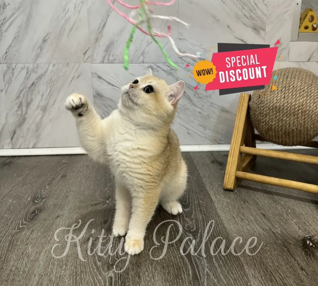 Antony swatting at ribbon toy with wide eyes — active and adorable