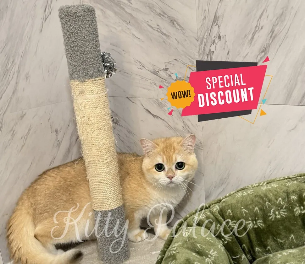 Golden kitten Antony with soft coat near a scratching post, looking curious