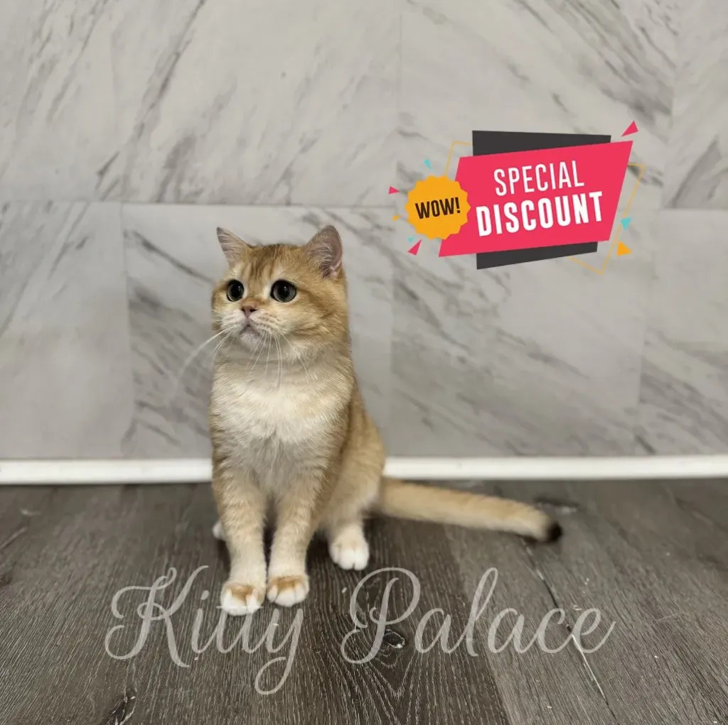 Golden chinchilla Scottish Straight Shorthair Boni sitting attentively near marble wall