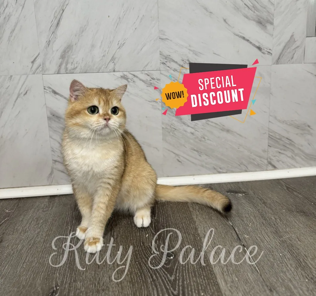 Charming Scottish Shorthair cat Boni with discount badge behind him