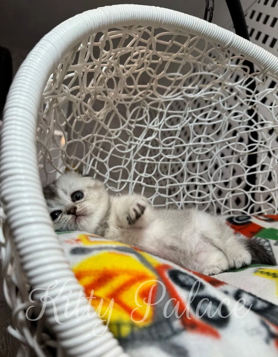 Side profile of Juliet the Scottish Fold kitten resting peacefully