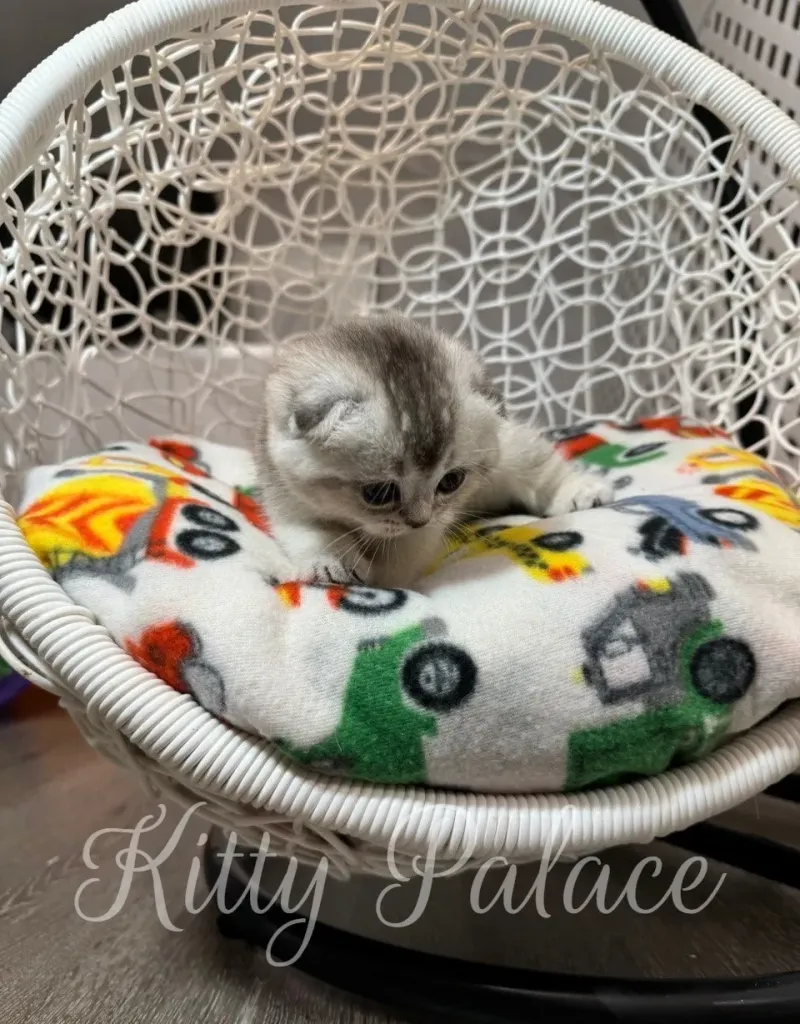 Black silver chinchilla kitten lying on her back showing belly