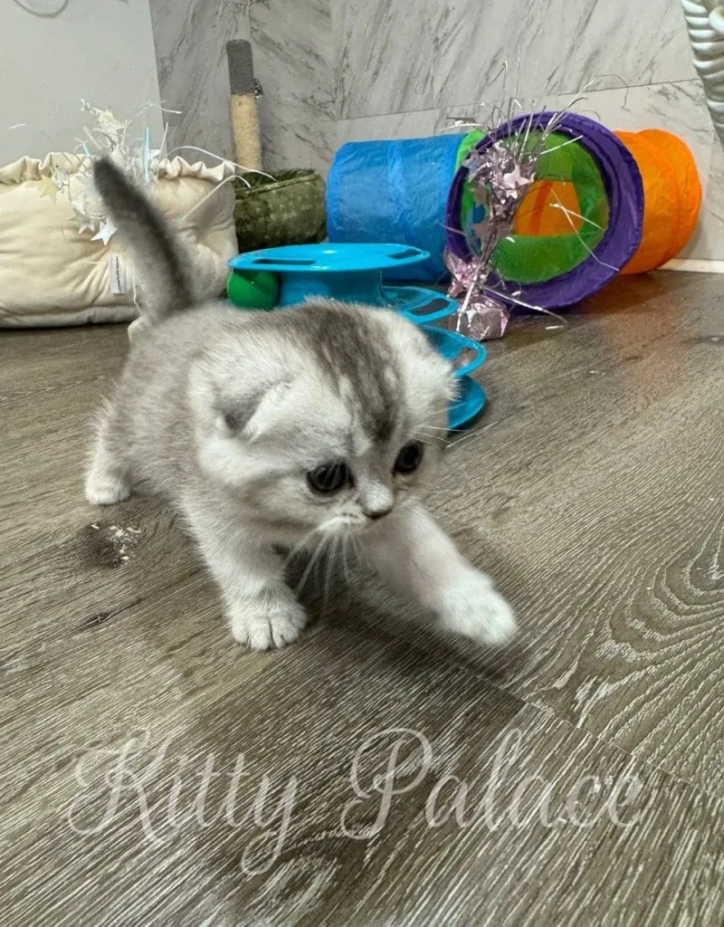 Scottish Fold Juliet lowering her head into a soft cushion, playful mood