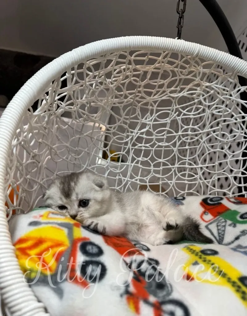 Scottish Fold baby kitten sitting quietly with a shy expression in her cozy nest