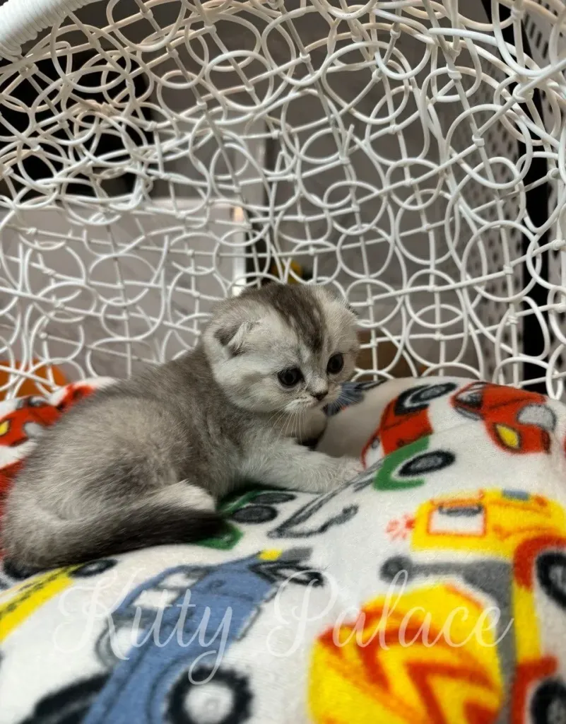 Tiny Scottish Fold kitten Juliet reaching forward with determination