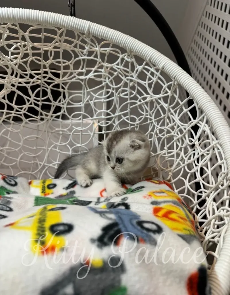 Tiny folded-ear kitten glancing down shyly in her cozy chair