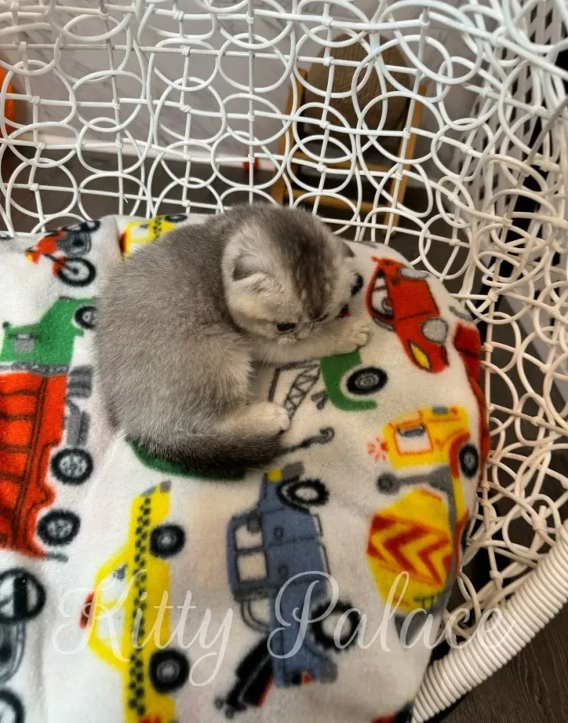 Soft silver kitten Juliet lying on her side in the swing chair, relaxing