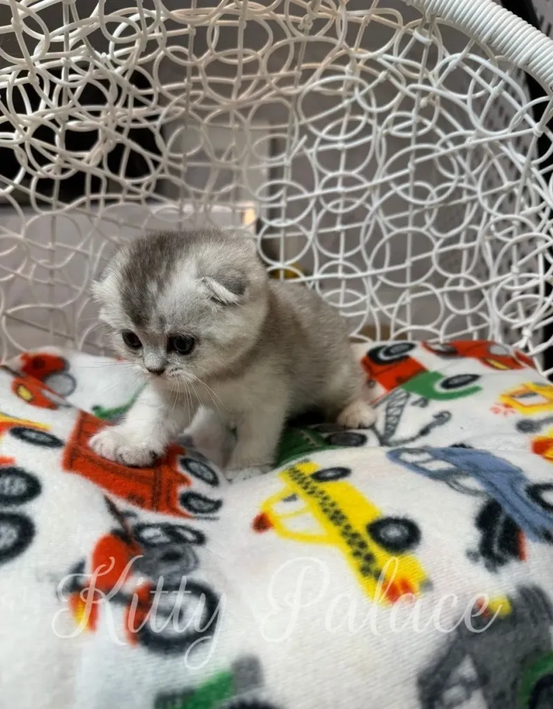 Curious black silver chinchilla kitten walking on a blanket with car print