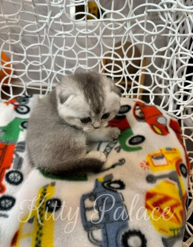 Fluffy Scottish Fold kitten Juliet exploring a round white swing chair with blanket