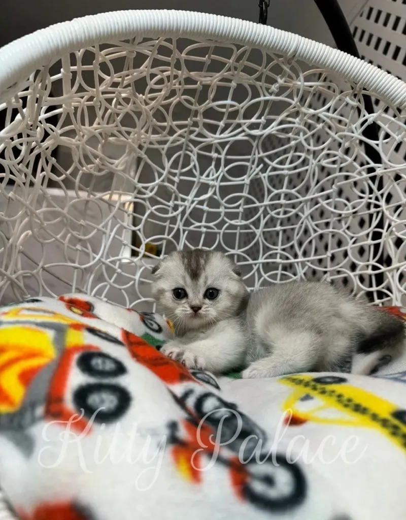 Playful Scottish Fold kitten lying down and looking at the camera