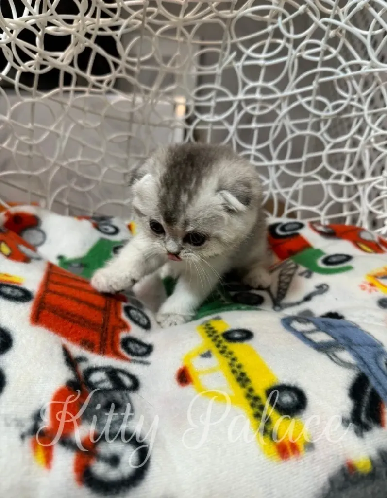 Adorable kittens scottish fold moment – Juliet mid-play with paw raised