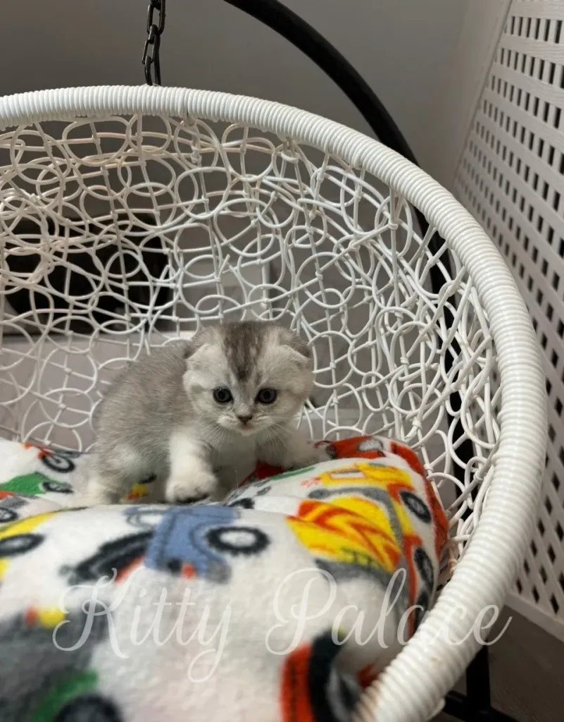 Scottish Fold kitten Juliet sitting on a colorful blanket in a white hanging chair