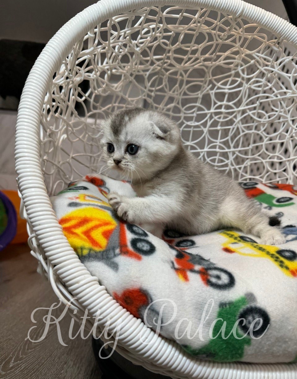 Juliet - Scottish Fold Kitten for Sale, Buy Kitten in USA. Kitty Palace Cattery