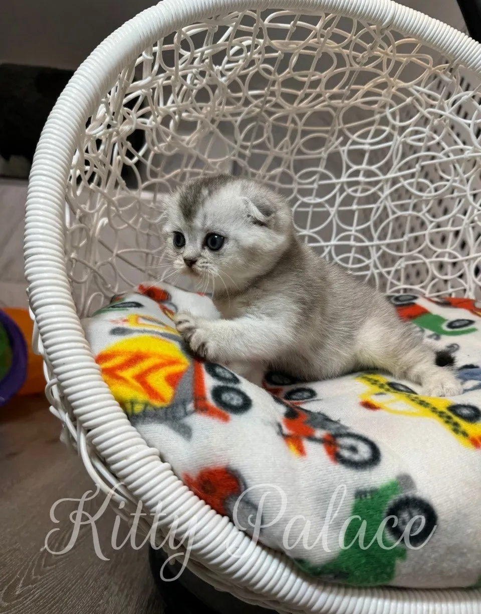 Cute kitten Juliet licking her paw while sitting on a toy car blanket