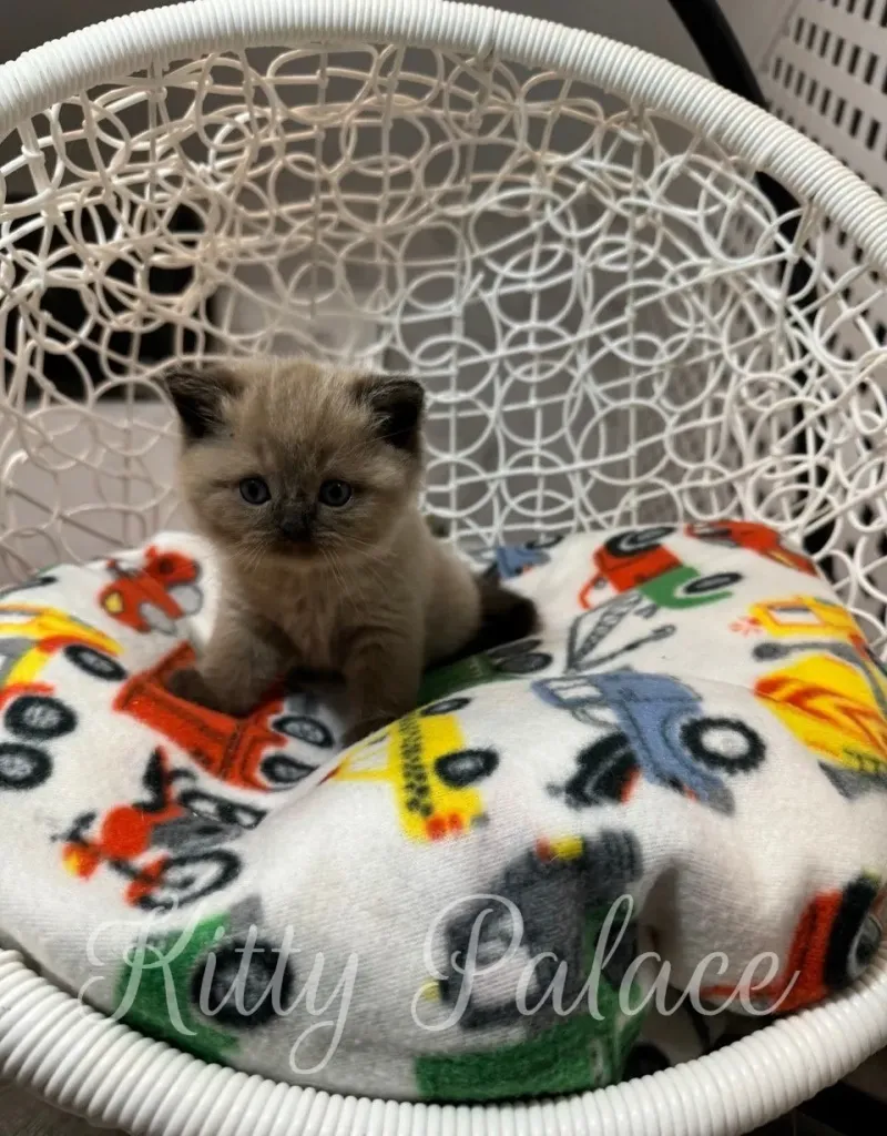 Scottish Straight kitten Magi looking into the camera with calm blue eyes