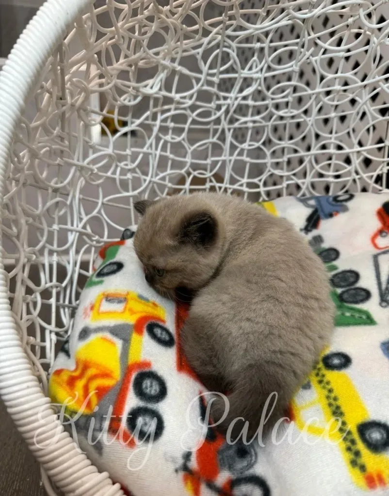 Tiny kitten Magi sleeping peacefully on a soft printed blanket