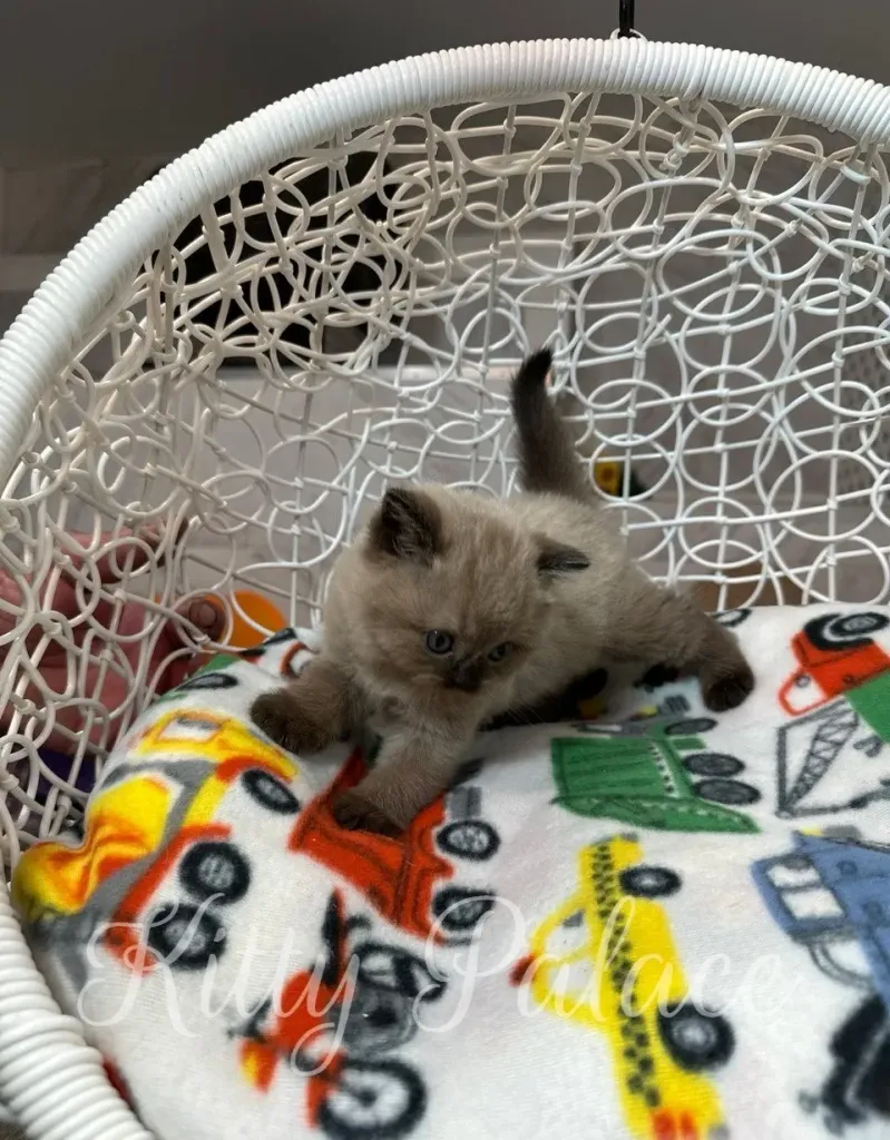 Playful chocolate point kitten stretching and posing on a pillow