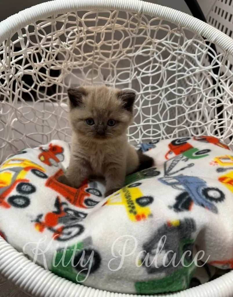 Scottish Straight cat for sale – Magi sitting upright and watching attentively
