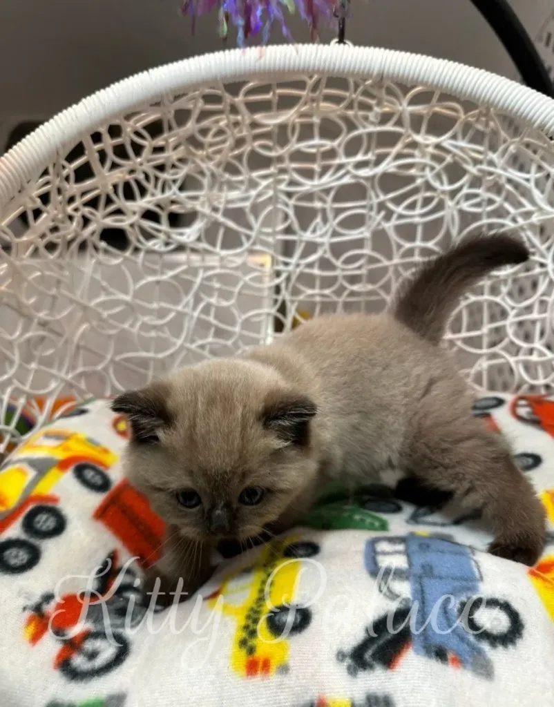 Fluffy kitten Magi with cream fur and dark ears exploring the pillow