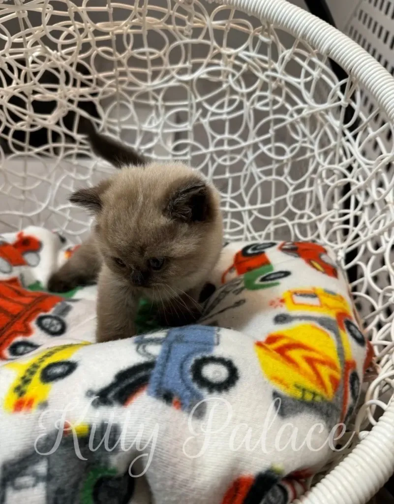 Magi, the Scottish Straight kitten, looking down with playful interest