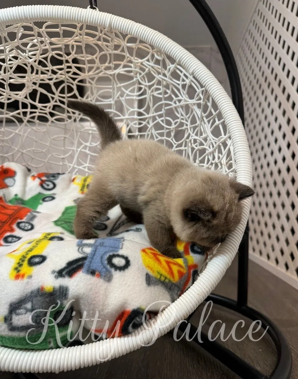 Chocolate point Scottish kitten Magi sniffing the edge of the soft chair