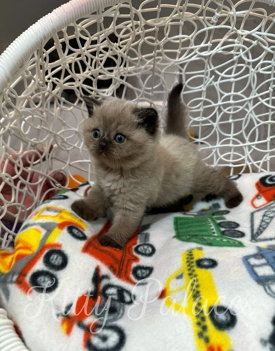 Curious chocolate point kitten Magi sitting in a white hanging chair on a colorful blanket