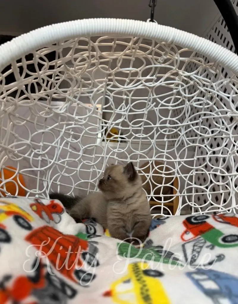 Chocolate point munchkin cat Romeo relaxing in a round hanging basket bed