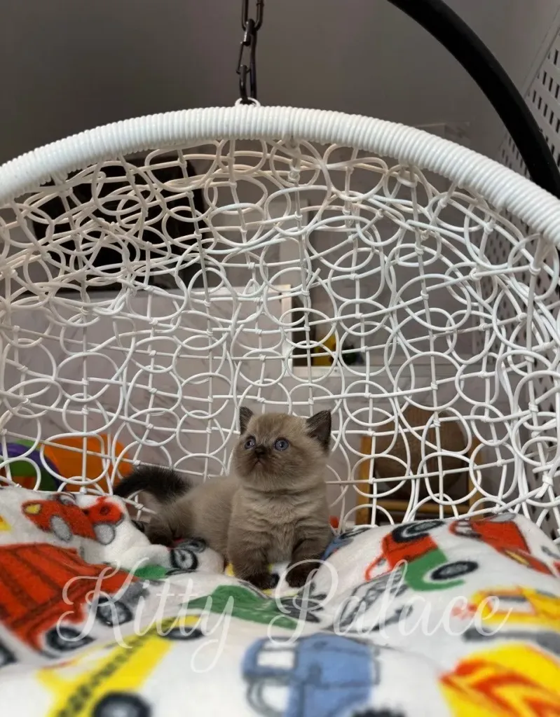 Munchkin cat price Romeo sitting on soft car-print blanket and watching something attentively