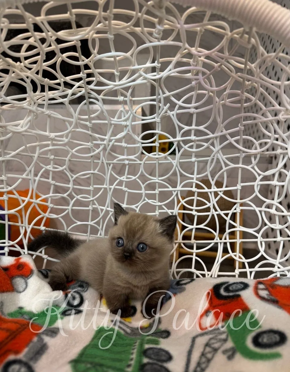 Romeo the kitten stretching out on the edge of the basket, looking outward