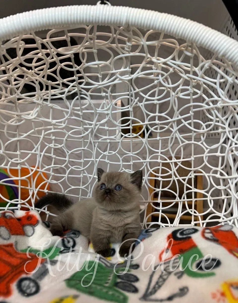 Close-up of Romeo relaxing and watching upward – example of munchkin cat price value