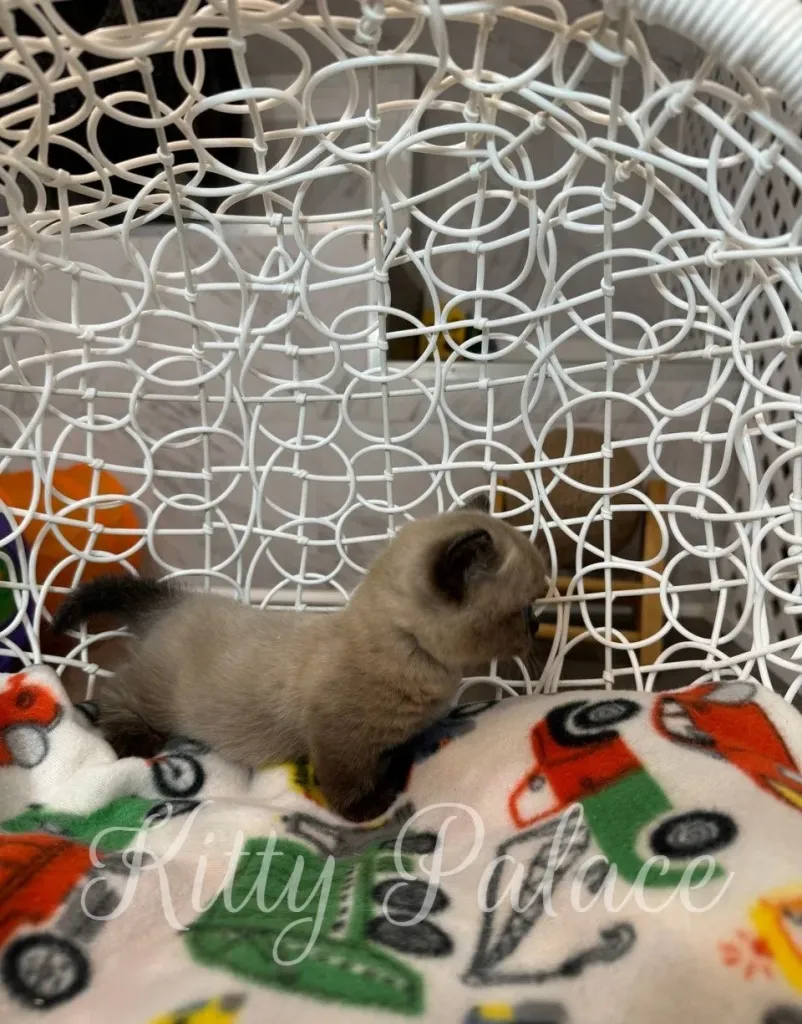 Munchkin kitten Romeo exploring his cozy hanging chair with short legs visible