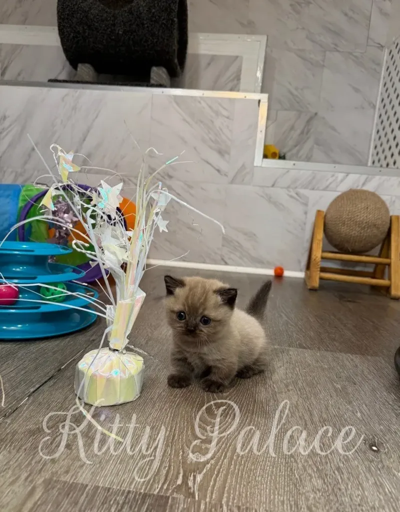 Romeo takes small steps across the wooden floor, checking out his playful surroundings