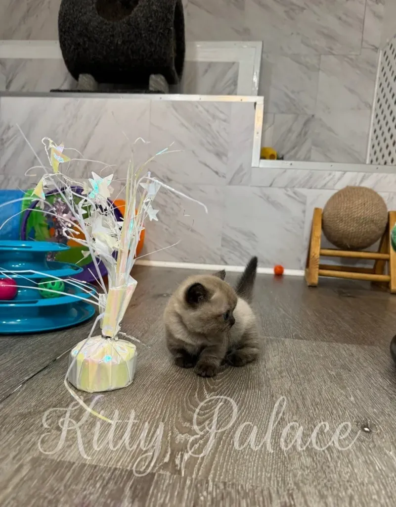 Playful chocolate point munchkin kitten Romeo exploring the room near a colorful tunnel toy
