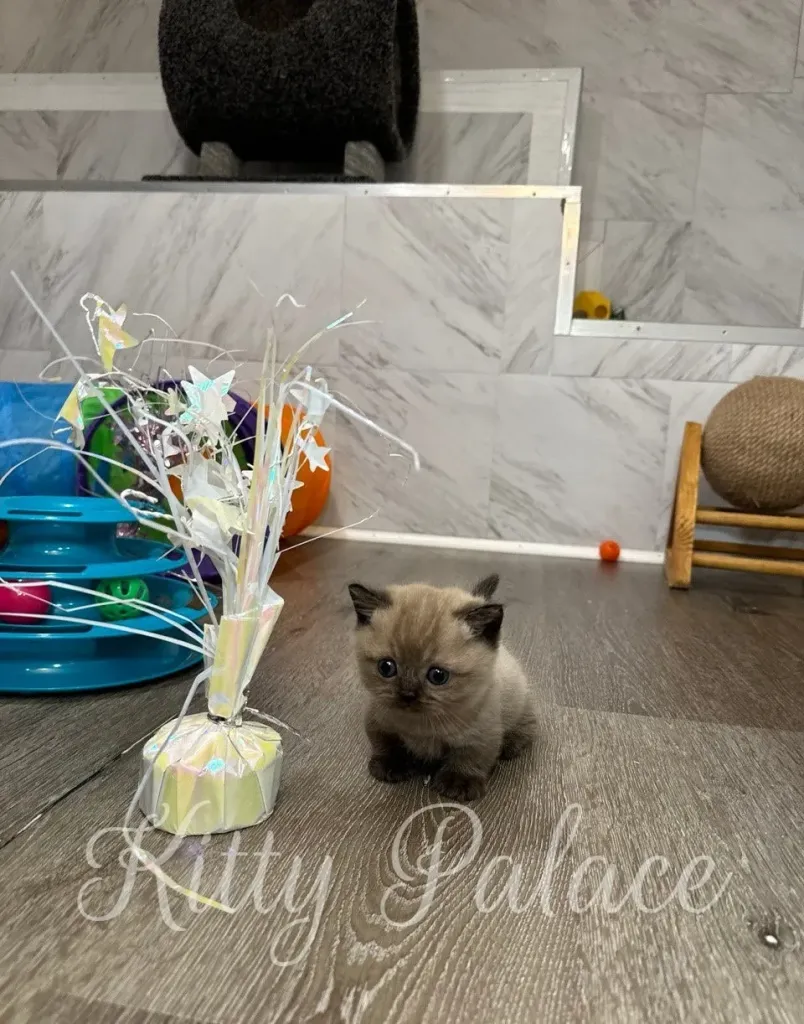 Romeo the curious kitten walking confidently across the floor beside a shiny toy centerpiece