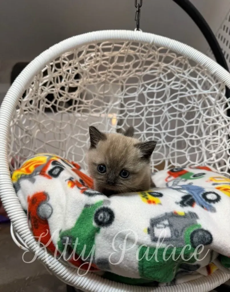 Munchkin cat price Romeo relaxing on a soft blanket with colorful prints and looking straight at the camera