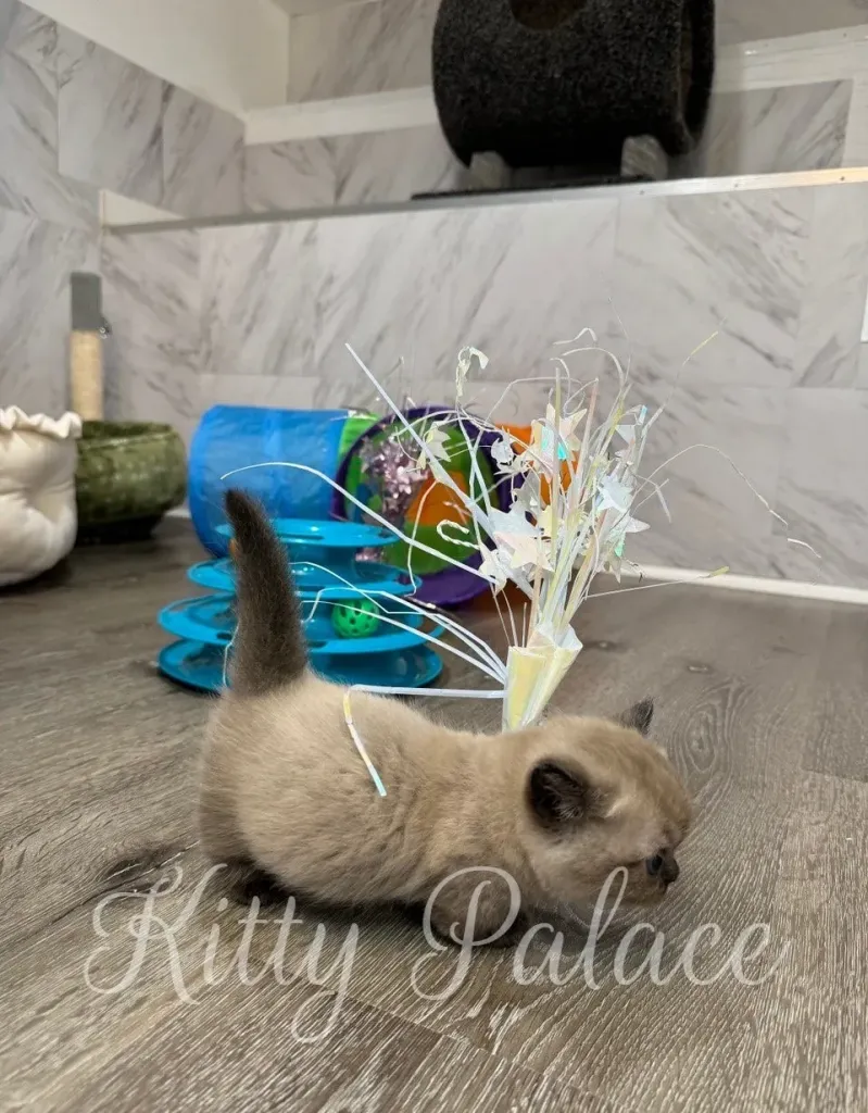 Romeo the kitten playing with shiny ribbon stars near colorful toys in the background