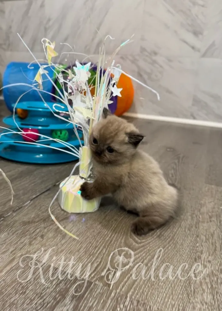Munchkin cat price Romeo the munchkin kitten hugging decorative foil star bouquet on the floor