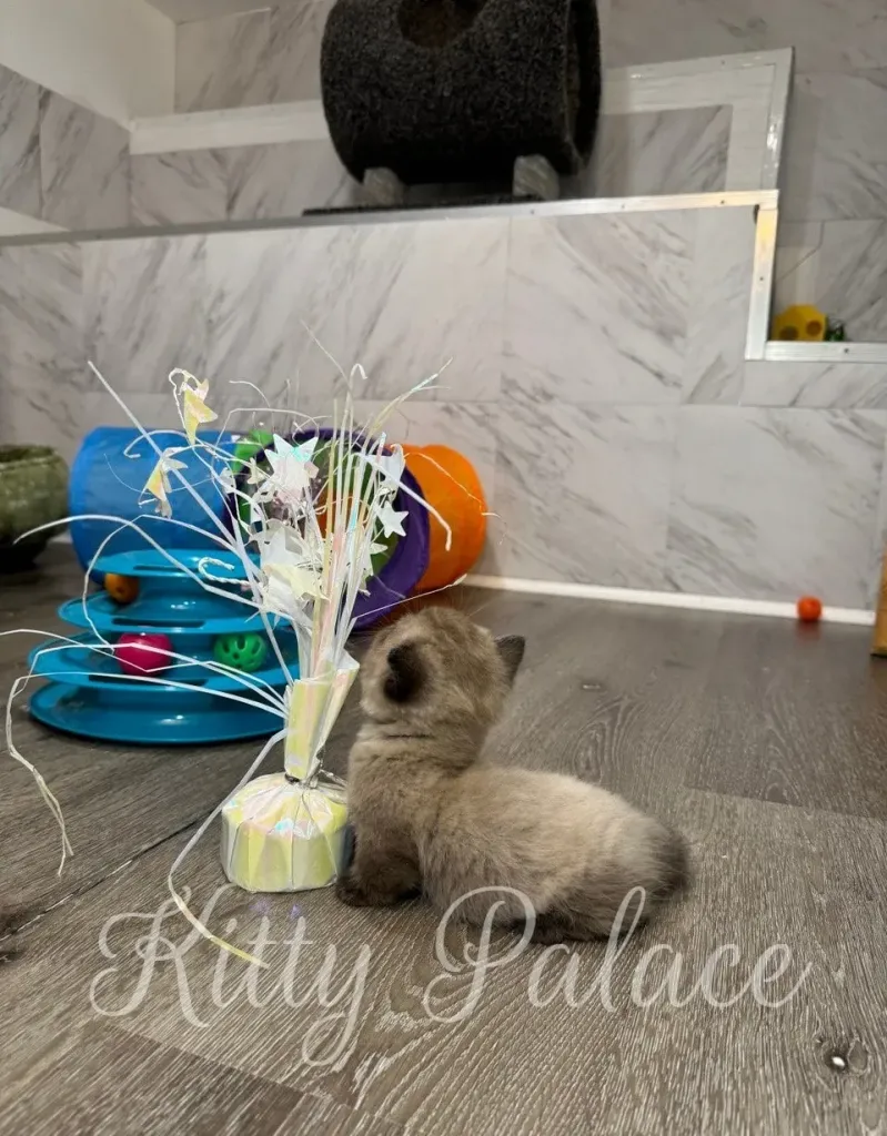 Tiny chocolate point kitten Romeo sitting near shiny party ribbon, facing away from camera