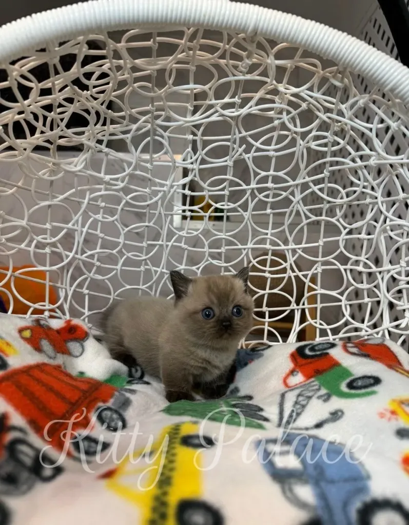 Munchkin kitten Romeo in a white swing chair looking curious with wide blue eyes