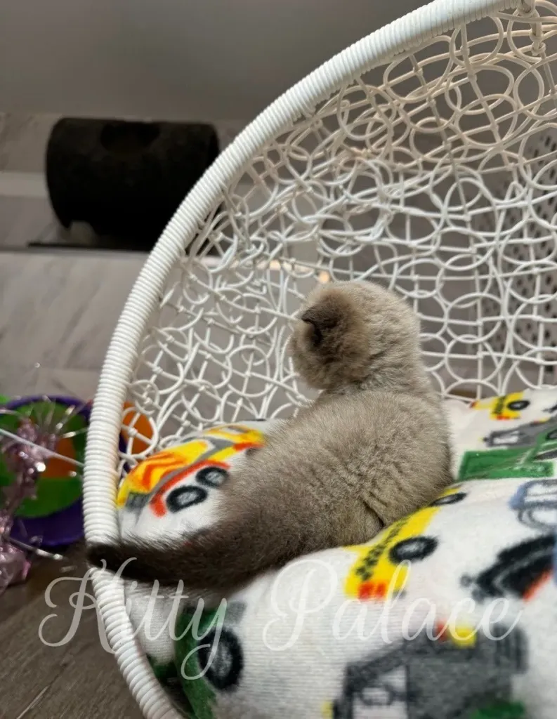 Scottish Fold Munchkin kitten lying in a white hanging chair with car-themed blanket