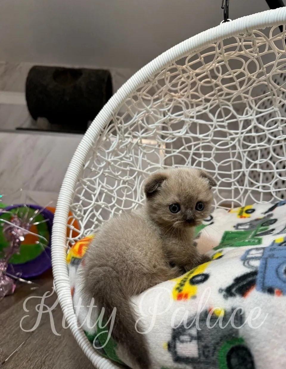 Chocolate point munchkin cat Valentine sitting in a cozy hanging chair, looking into the camera