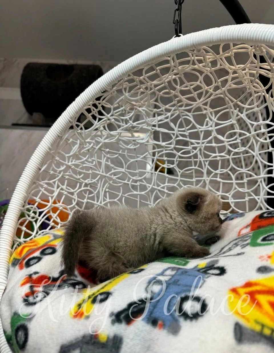 Tiny Scottish Fold Munchkin kitten stretching on a blanket in a round chair