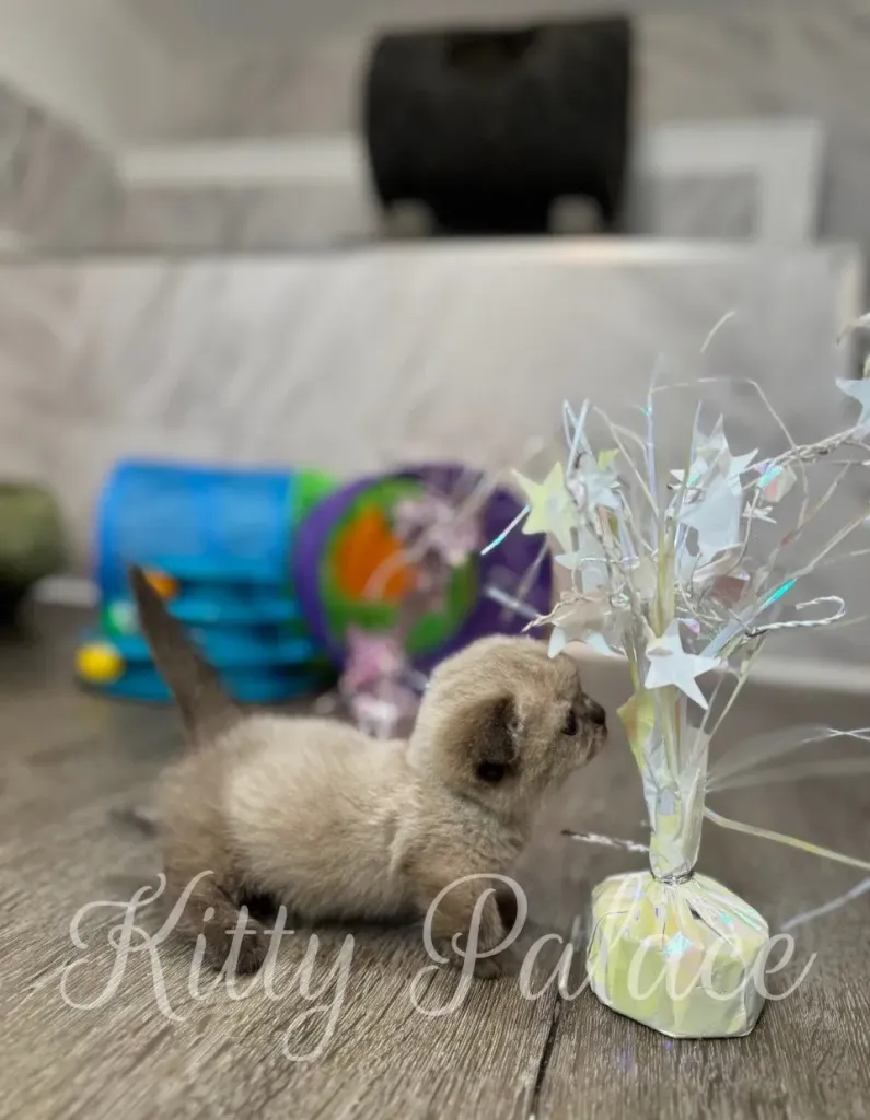 Playful chocolate point kitten Valentine sniffing shiny ribbon stars on the floor