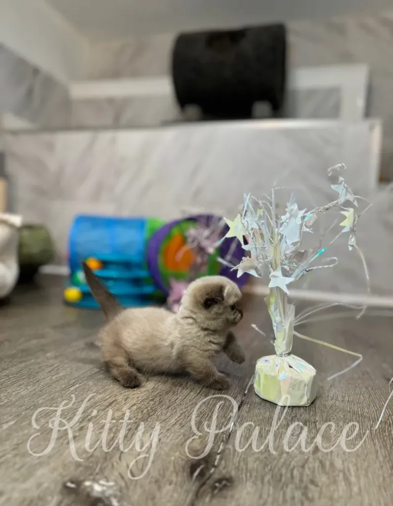 Chocolate point kitten Valentine curiously playing with shiny star decor on the floor