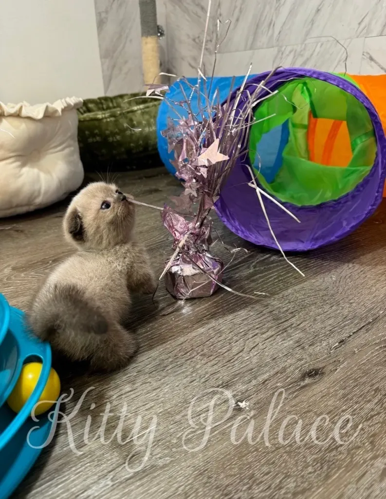 Curious kitten with short legs exploring sparkly pink decoration near a tunnel toy