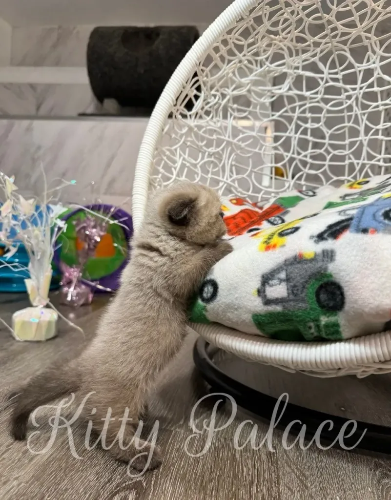 Scottish Fold Munchkin kitten standing up to climb onto a soft chair with printed blanket